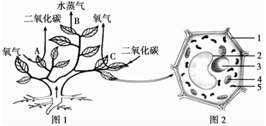 图片_x0020_1019486584
