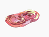 图片_x0020_40