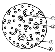 图片_x0020_100018