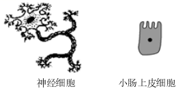 图片_x0020_1078598317