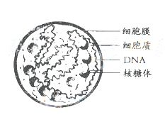 图片_x0020_243924322