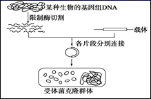 图片_x0020_1210385969
