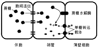 图片_x0020_1622166532