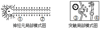 图片_x0020_1780614795