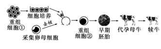 图片_x0020_1521039122