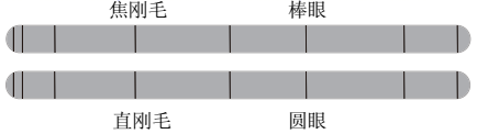 图片_x0020_1059336300