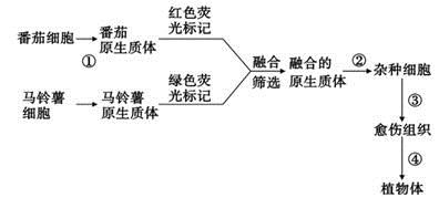 图片_x0020_1447166938