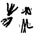 图片_x0020_185012775