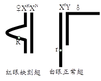 图片_x0020_1227729262