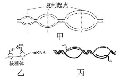 图片_x0020_1750877886