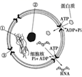 图片_x0020_100006