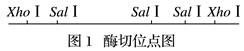 图片_x0020_100008