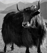 图片_x0020_100013