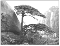 图片_x0020_100014