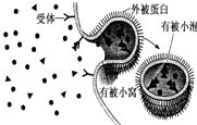 图片_x0020_100023