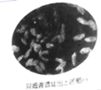 图片_x0020_100013