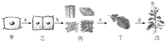 图片_x0020_1229794938