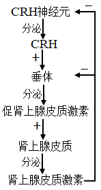 图片_x0020_1818167096