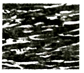 图片_x0020_100002