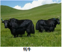 图片_x0020_276491206