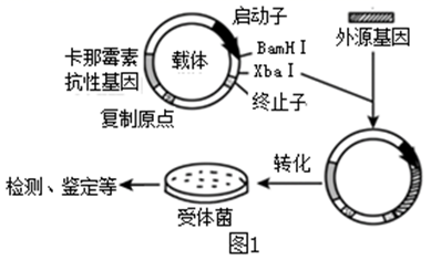 图片_x0020_100016