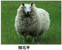图片_x0020_1117915489