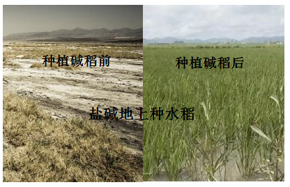图片_x0020_1923025178