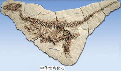 图片_x0020_100022