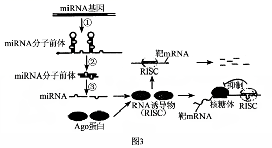 图片_x0020_2117496156