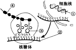 图片_x0020_100021