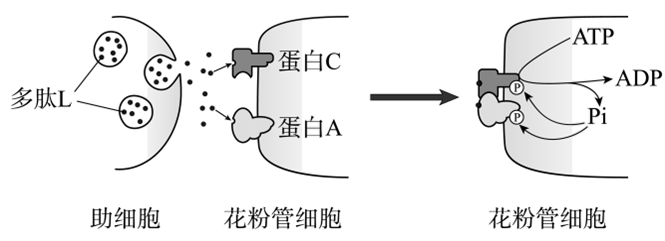 图片_x0020_100010