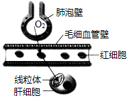 图片_x0020_1030626695