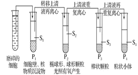 图片_x0020_100021