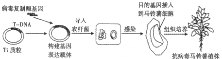 图片_x0020_466598557