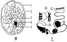 图片_x0020_1152803281