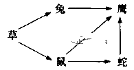 图片_x0020_1246533595