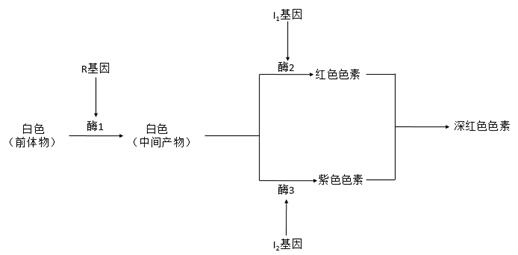 图片_x0020_1825717285