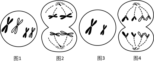 图片_x0020_313503739