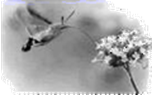 图片_x0020_100001