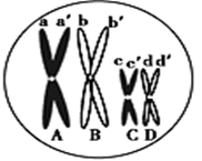 图片_x0020_1254904142