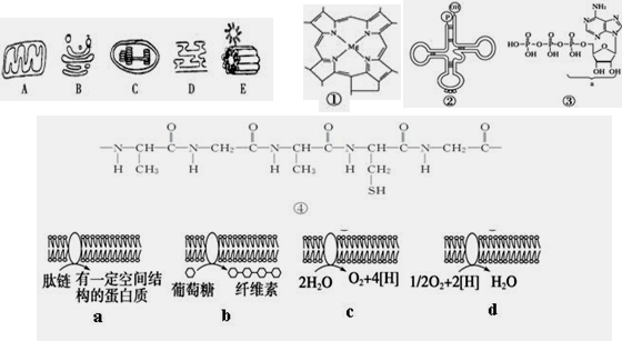 图片_x0020_1082859888