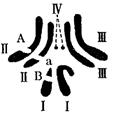 图片_x0020_1232368578
