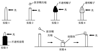 图片_x0020_1817152166