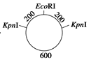 图片_x0020_100004