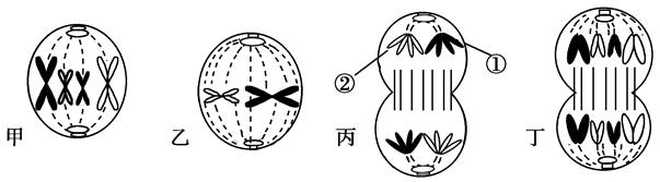 图片_x0020_730259688