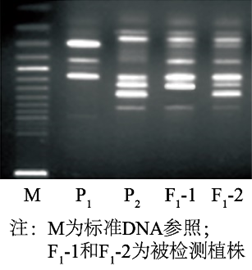 图片_x0020_100005
