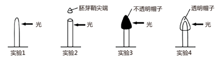 图片_x0020_100010