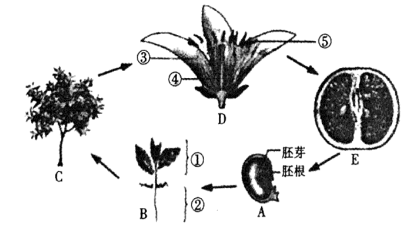 图片_x0020_1855720060