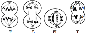 图片_x0020_1039366063