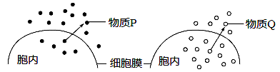图片_x0020_1747545634